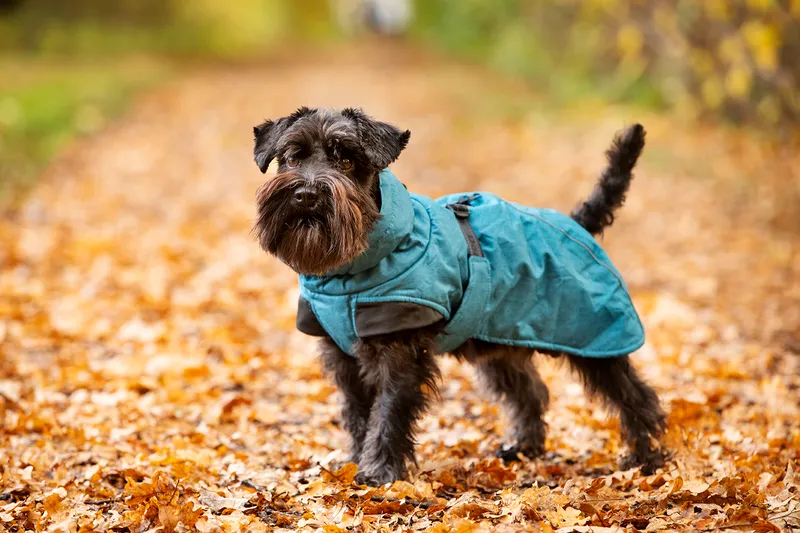Dogman Dog Winter Coat Turquoise 35cm