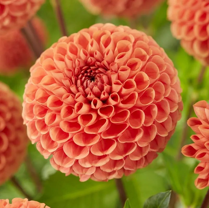 Dahlia Boll Cornel Brons 1st – Dahlia x pinnata Cornel Brons