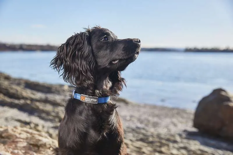 Tumble Hundhalsband Blå