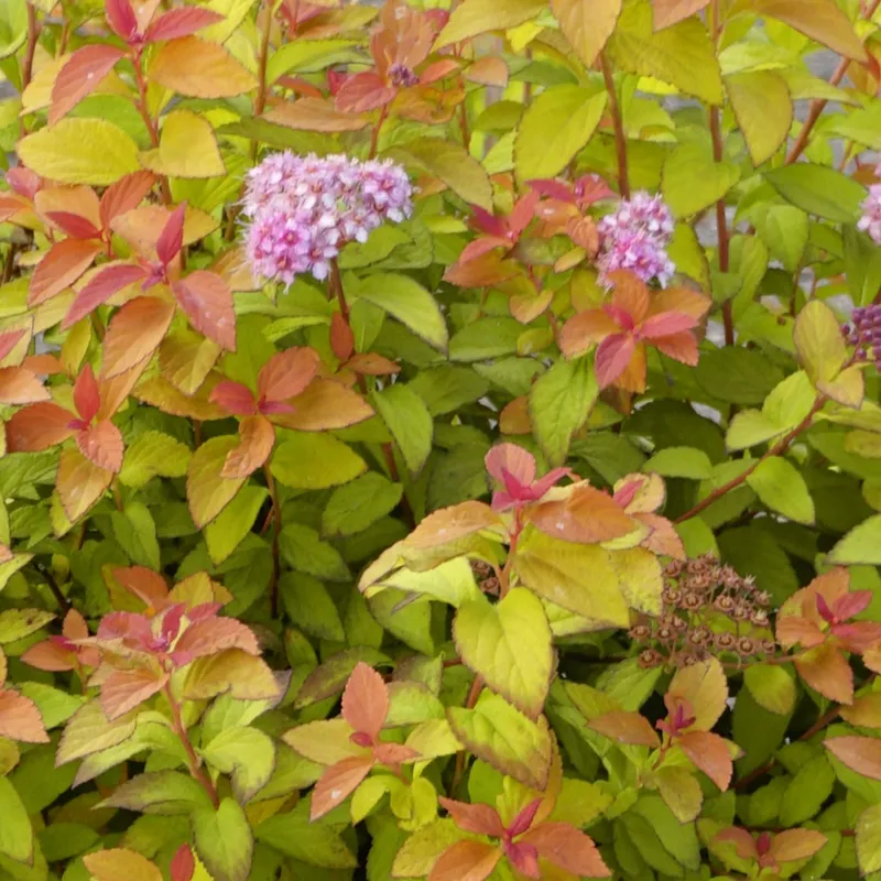 Rosenspirea – Spiraea japonica Zen´s Spirit ® Caramel ® (Storlek: 25-30 C3)