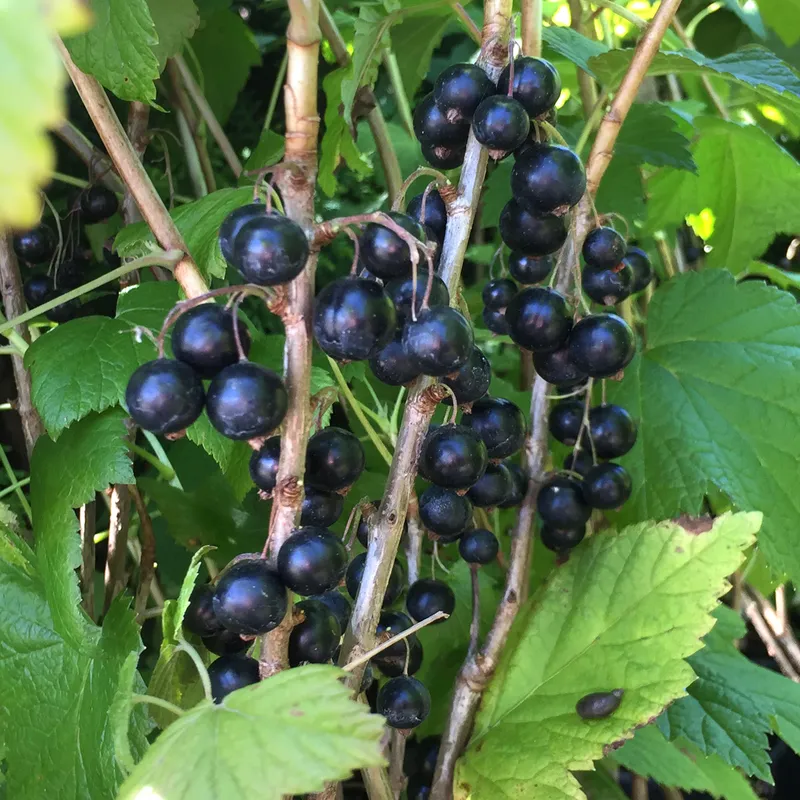 Svarta Vinbär – Ribes nigrum Titania (Storlek: Halvsolitär C15)
