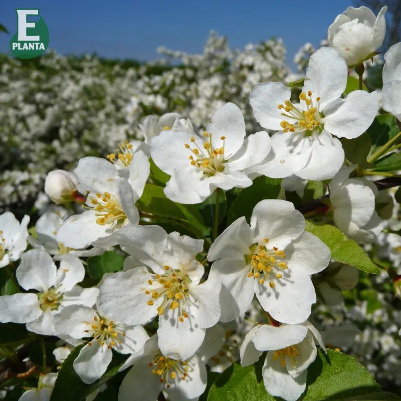 Bukettapel – Malus toringo var. sargentii Eskilstuna E (Storlek: busk C3,5)
