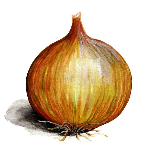 Gul Lök Laaer – Allium cepa Laaer