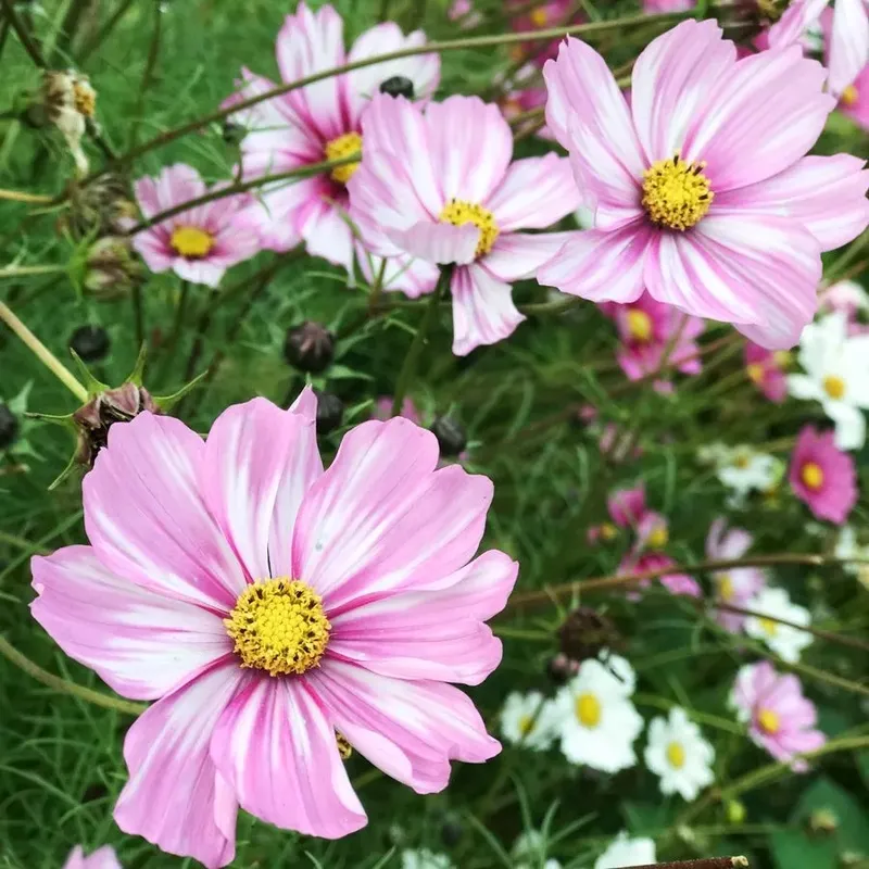 Rosenskära, Rosetta - Cosmos bipinnatus Rosetta