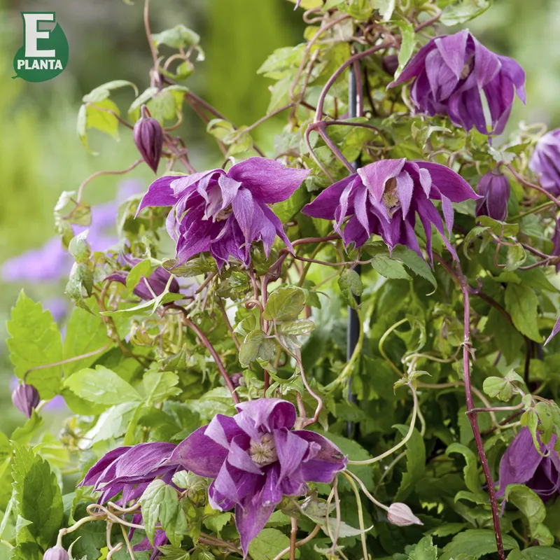 Klematis - Clematis atragene Kajsa E ® (Storlek: C2)