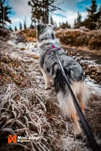 Line Harness 5.0 Hundsele Blå 4