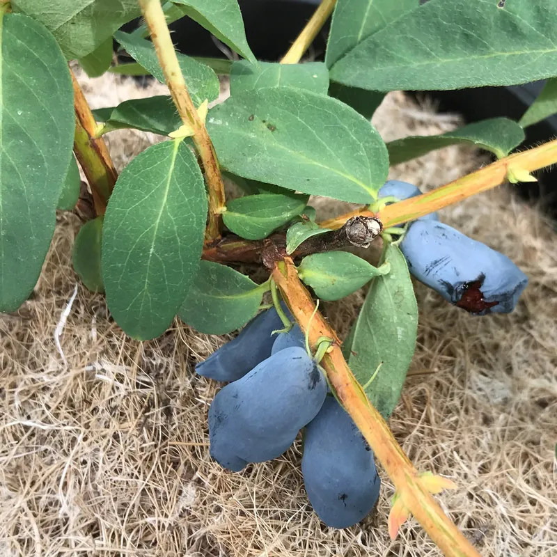 Blåbärstry / Honungsbär – Lonicera caerulea var. kamtschatica Kalinka ® (Storlek: busk C3,5)