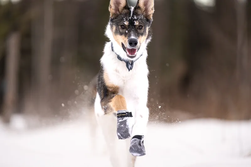Hundskor Endurance 4p Grå Mini