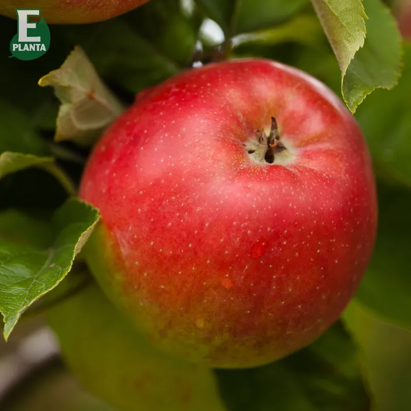 Vinteräpple – Malus domestica Folke ® E (Storlek: stam A2 2 års co)