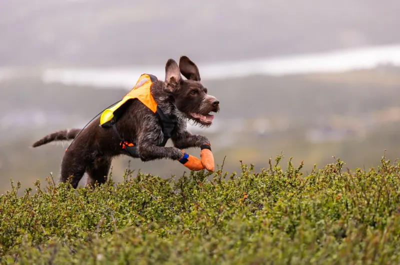 Non-stop Dogwear Protector Vest GPS 2.0 Orange (#4899)