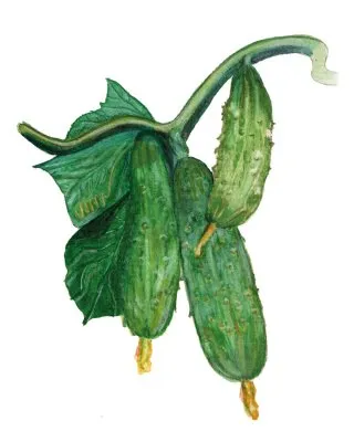 Gurka Northern Pickling – Cucumis sativus Northern Pickling