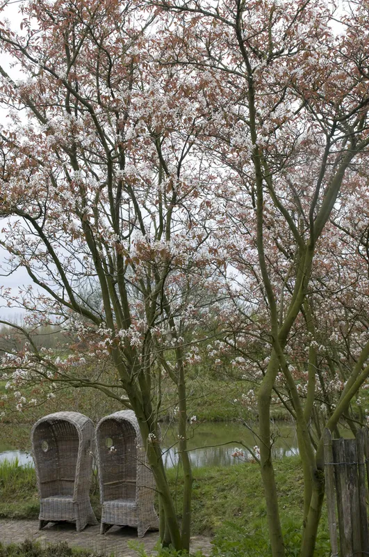 Storblommig häggmispel – Amelanchier x grandiflora Robin Hill (Storlek: solitär 150-200 co)