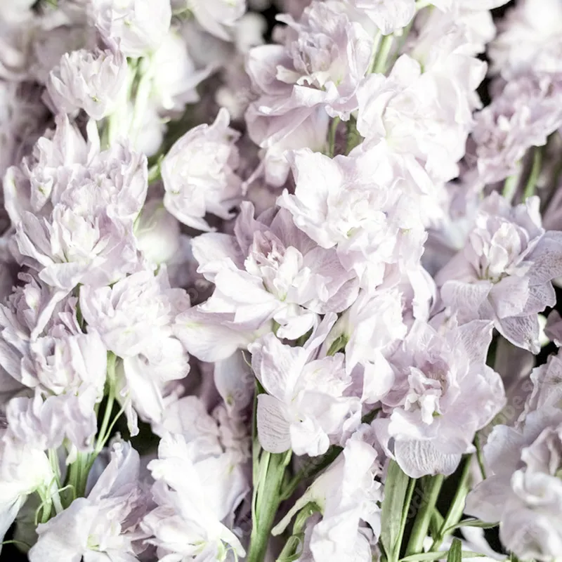 Riddarsporre, Romersk- Fancy Smokey Eyes - Delphinium consolida Fancy Smokey Eyes