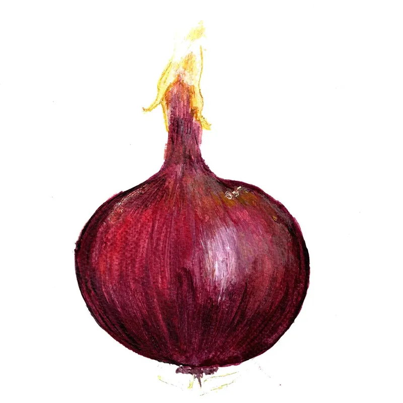 Röd Lök Robelja - Allium cepa Robelja