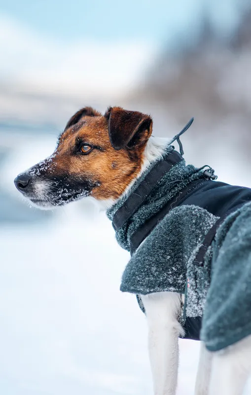 Non-stop Dogwear Wool Dog Jacket - Small Sizes Dark Teal