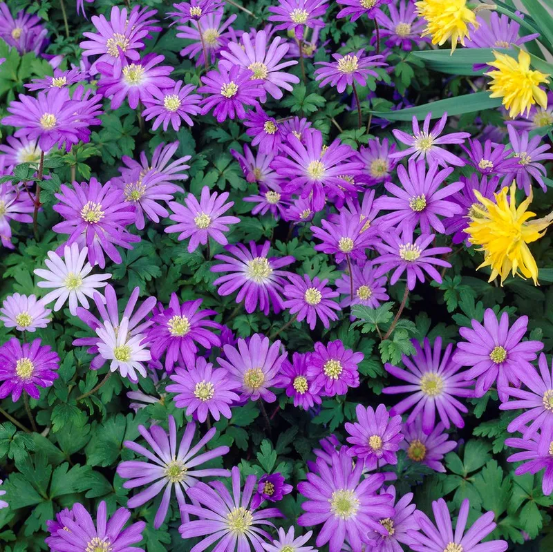 Balkansippa Anemone blanda Blue Shades 15st – Anemone blanda Blue Shades