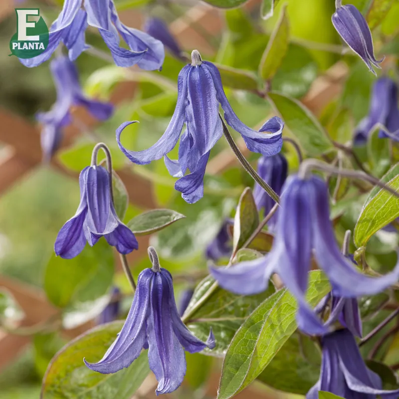 Klematis – Clematis integrifolia Hedda ® E (Storlek: C2)