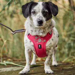 Weekend Warrior Hundsele - 100 - 120 cm / Ruby