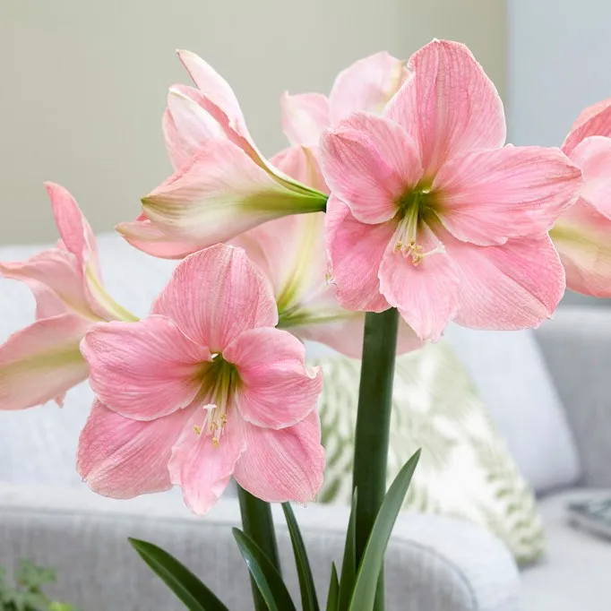 Amaryllis - Hippeastrum Sweet Star ®