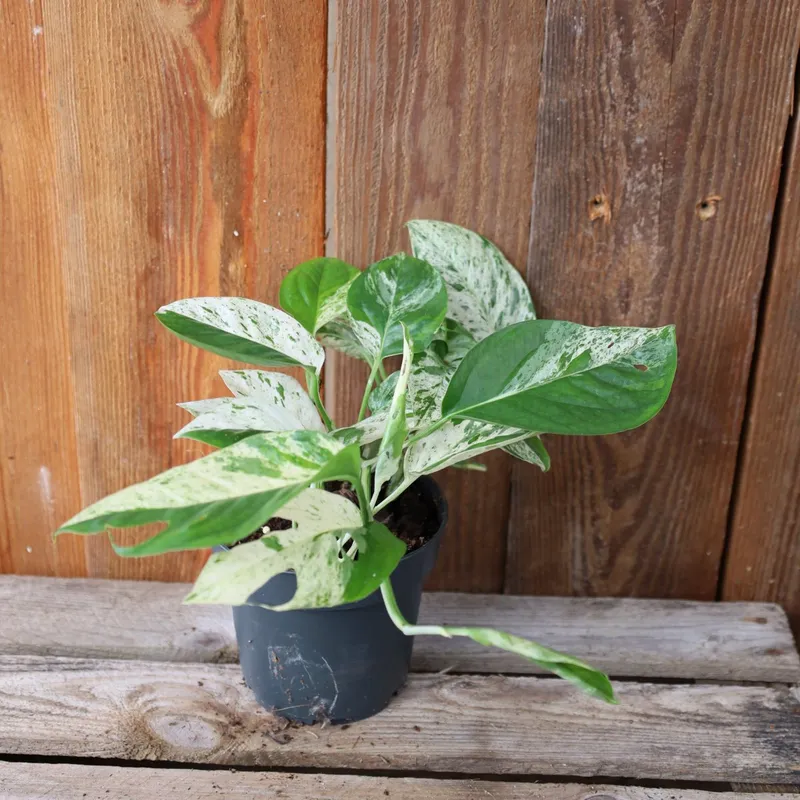 Epipremnum pinnatum Marble Variegata