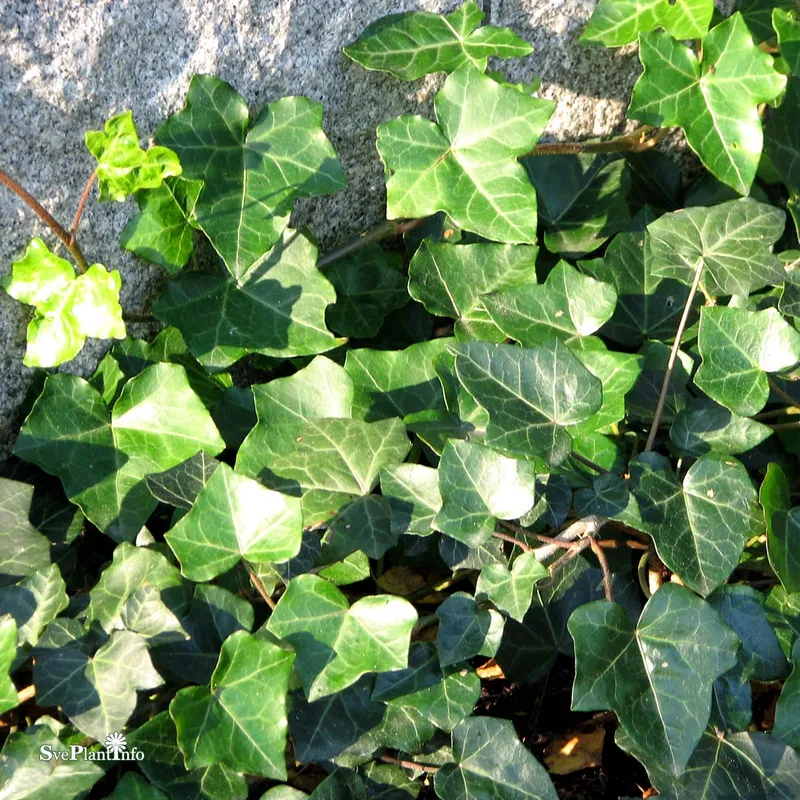 Murgröna - Hedera helix (Storlek: C2)