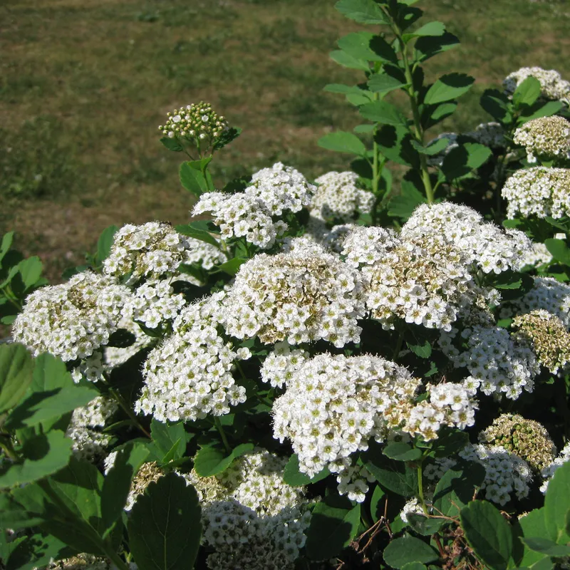 Björkspirea – Spiraea betulifolia Tor (Storlek: 25-30 C3)
