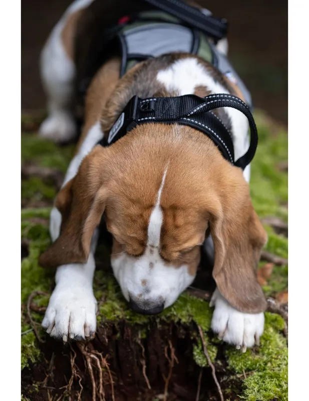 Mission Collar Hundhalsband - Svart / Small