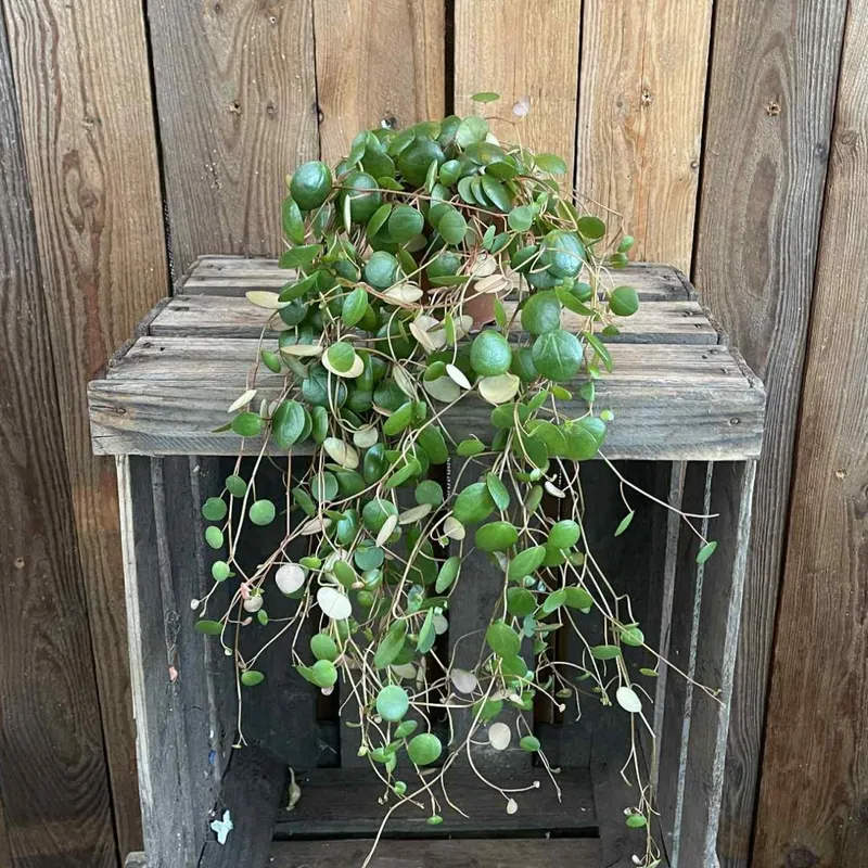 Peperomia - Peperomia hybr. Pepperspot (Krukstorlek: 11cm)