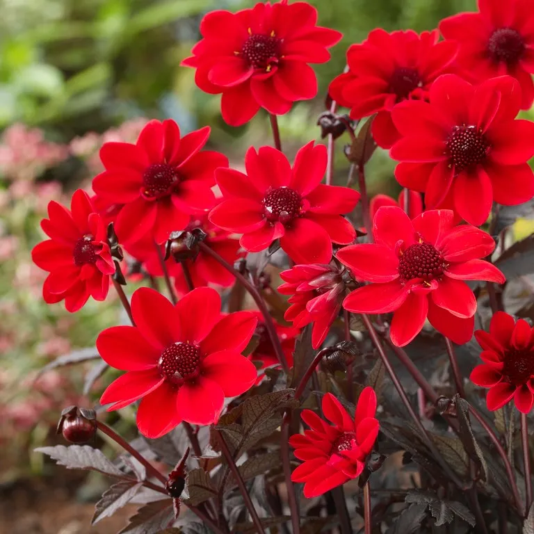 Dahlia Enkel Dark Angel Pulp Fiction ® 1st - Dahlia x pinnata Dark Angel Pulp Fiction ®