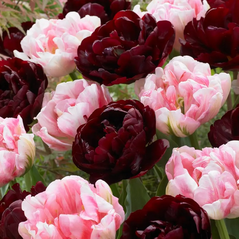 Dubbel Sen Tulpan Mix 10st – Tulipa gesneriana Double Dutch Mix