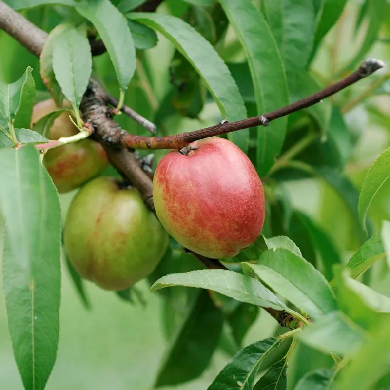 Nektarin - Prunus persica var. nucipersica Flavortop (Storlek: 80-100 C5)