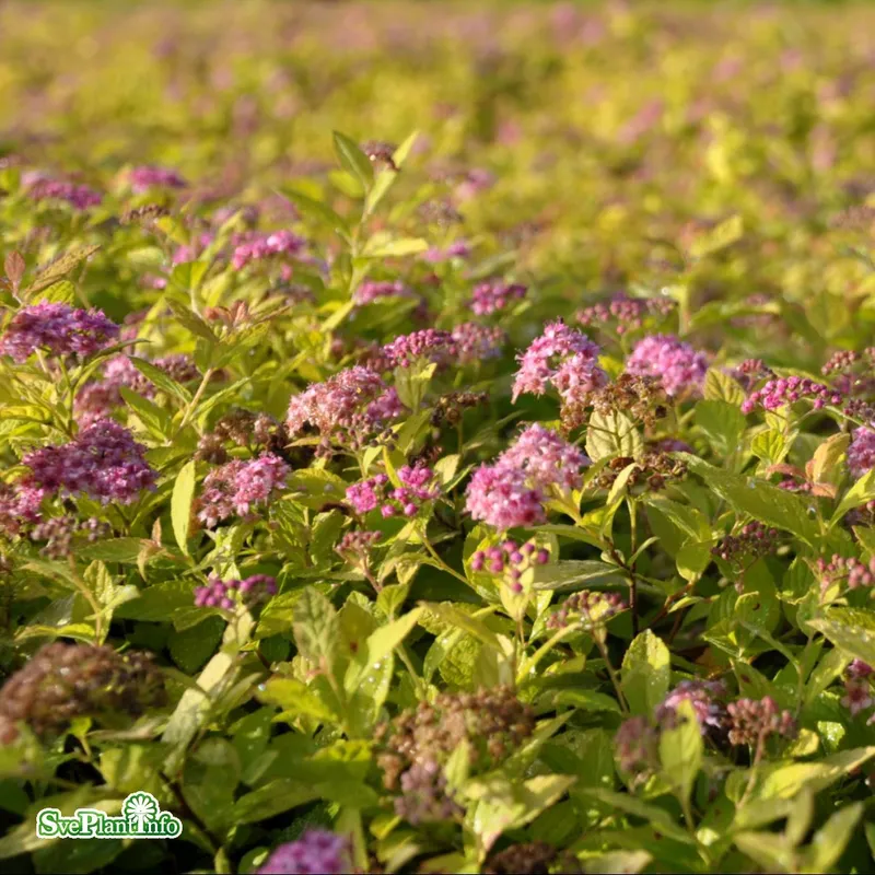 Praktspirea – Spiraea japonica Goldflame (Storlek: busk C2)