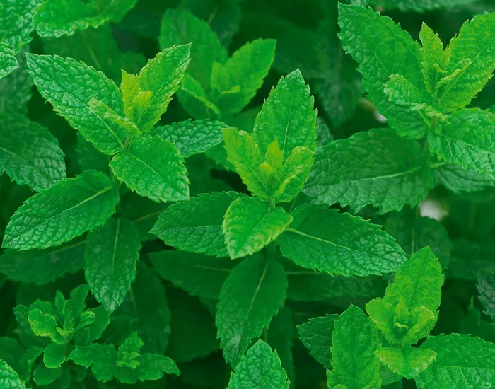 Marockomynta, Stickling 3-pack - Mentha x villosa Moroccan