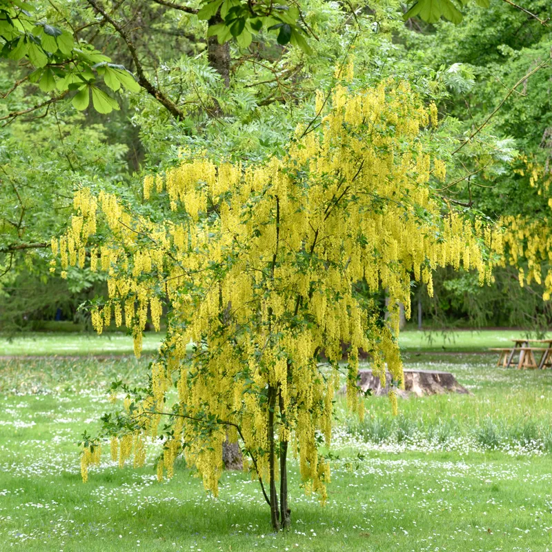 Gullregn - Laburnum x wateri Vossii (Storlek: solitär 200-250 co)
