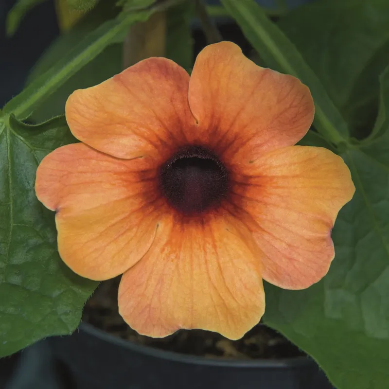 Svartöga, Stickling 3-pack – Thunbergia alata Amera Mango Eye