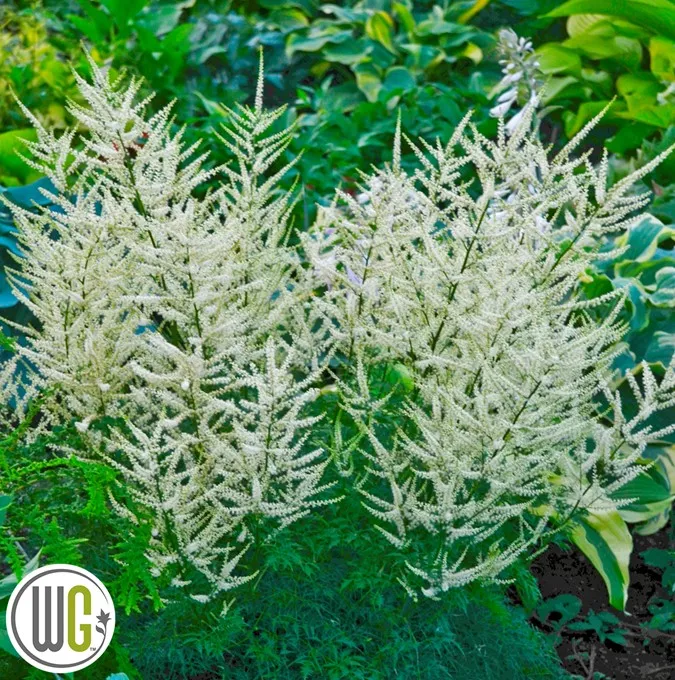 Plymspirea - Aruncus hybr. Fairy Hair ® (Krukstorlek: 0,5-1L)