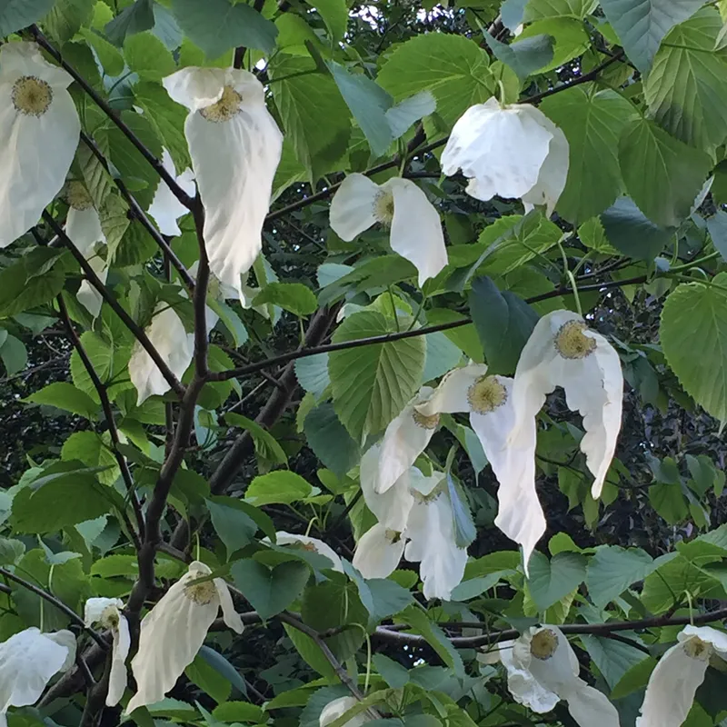 Näsduksträd, Duvträd – Davidia involucrata var. vilmoriniana (Storlek: busk 60-80 kl)