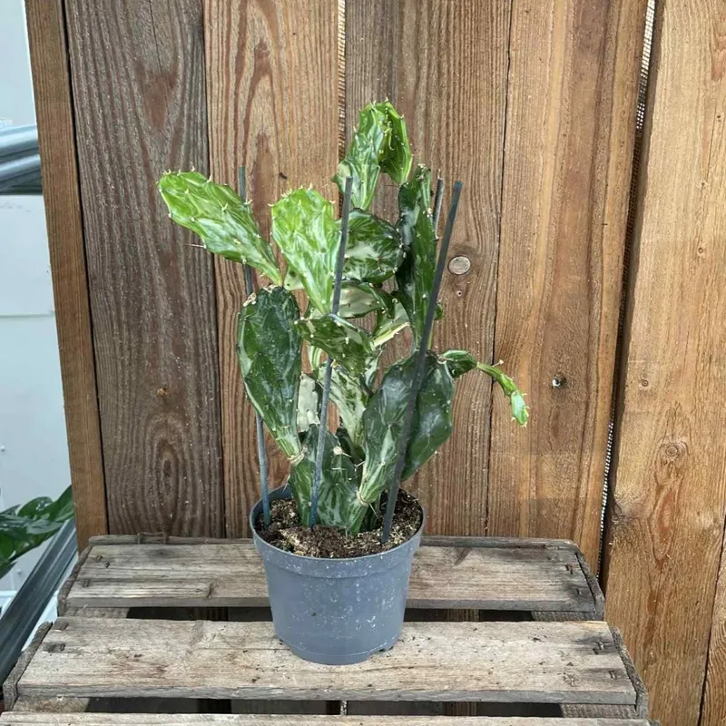 Opuntia - Opuntia Ghost (Storlek: 6cm)