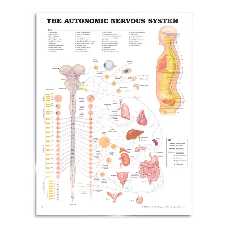The Autonomic Nervous System Anatomical Chart