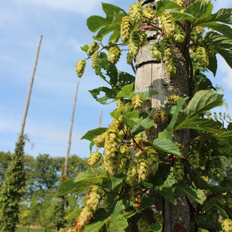 Humle - Humulus lupulus Mauritz 85 (Storlek: C2)