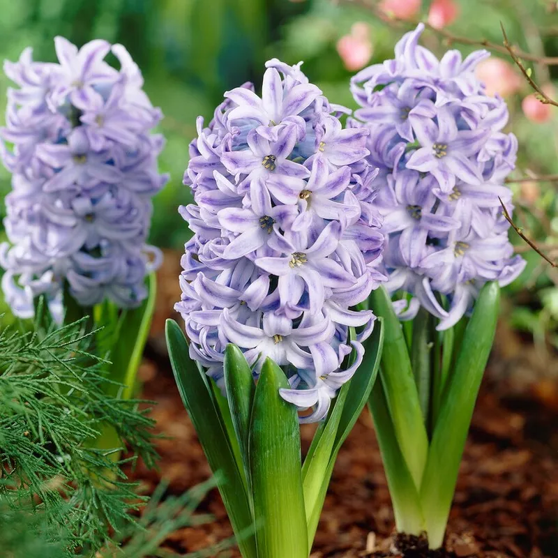 Trädgårdshyacint 5st – Hyacinthus orientalis Sky Jacket