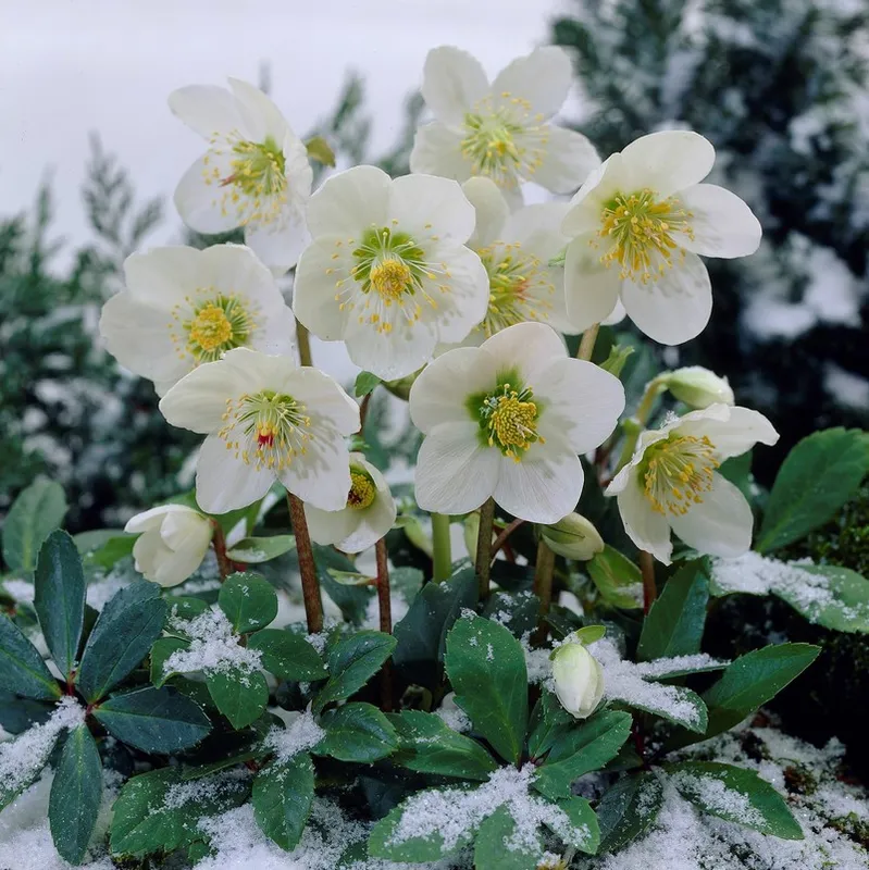 Helleborus niger, Julros, 1st – Helleborus niger