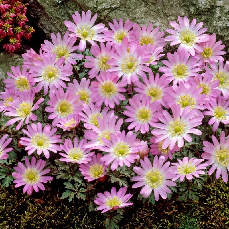 Balkansippa 10st - Anemone blanda Charmer