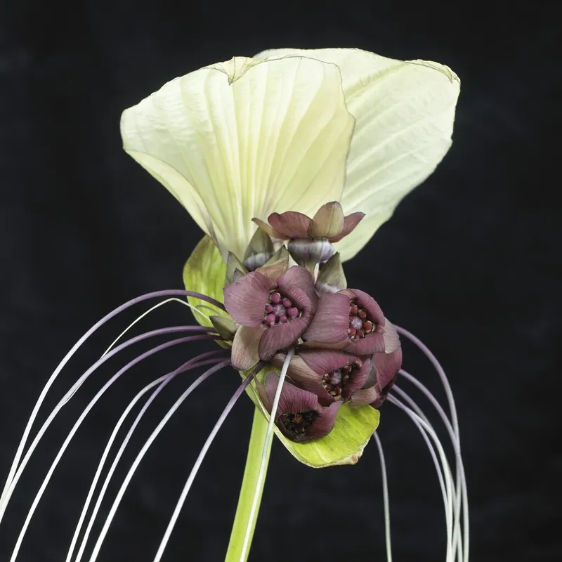Tacca integrifolia 1st - Tacca integrifolia