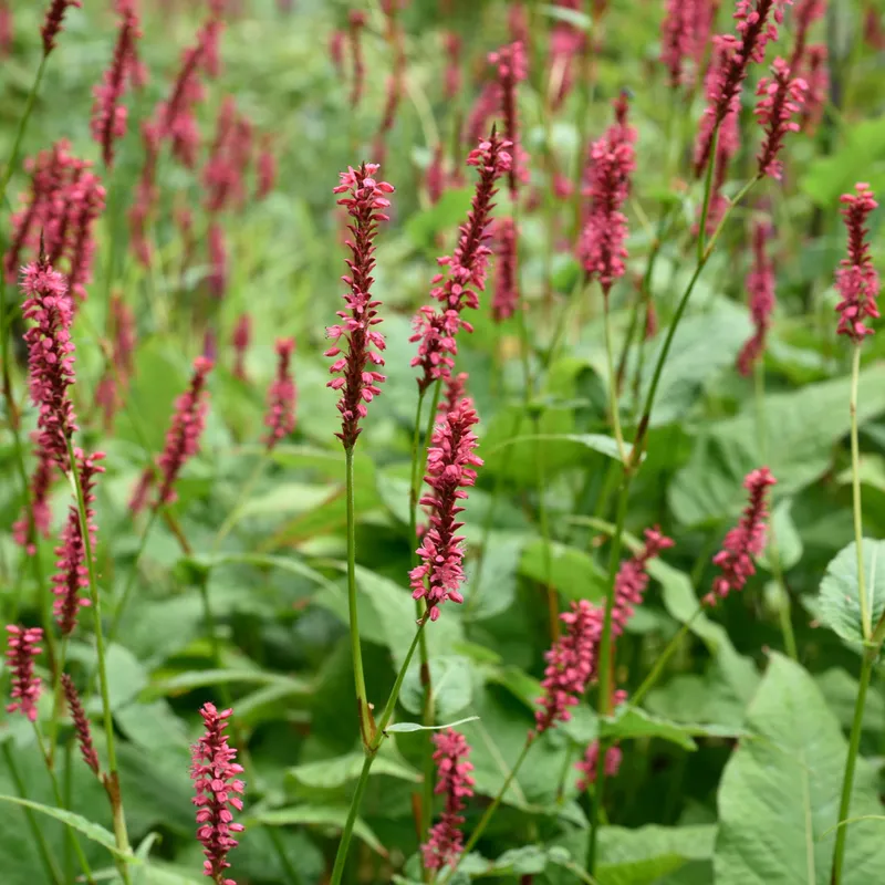Blodormrot - Bistorta amplexicaulis Speciosa (Krukstorlek: 0,5-1L)