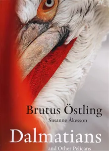Dalmatians and other pelicans