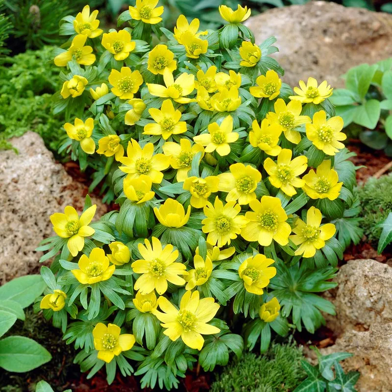 Vintergäck Turkisk 10st – Eranthis cilicica