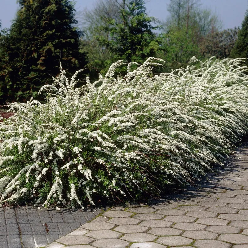Norsk-Brudspirea 10-pack - Spiraea × cinerea ’Grefsheim’ E (Storlek: 30-50 barrot)