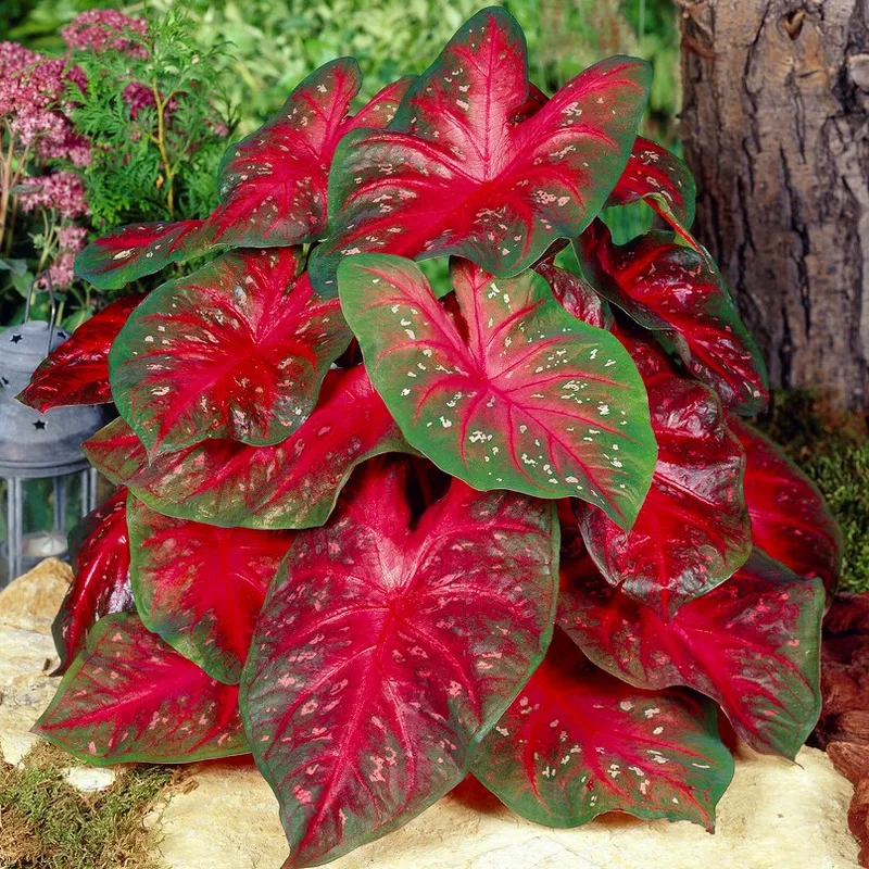 Kaladium Caladium Red Flash 1st - Caladium Red Flash