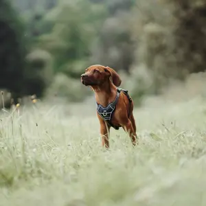 Divo Hundsele Blå S-M
